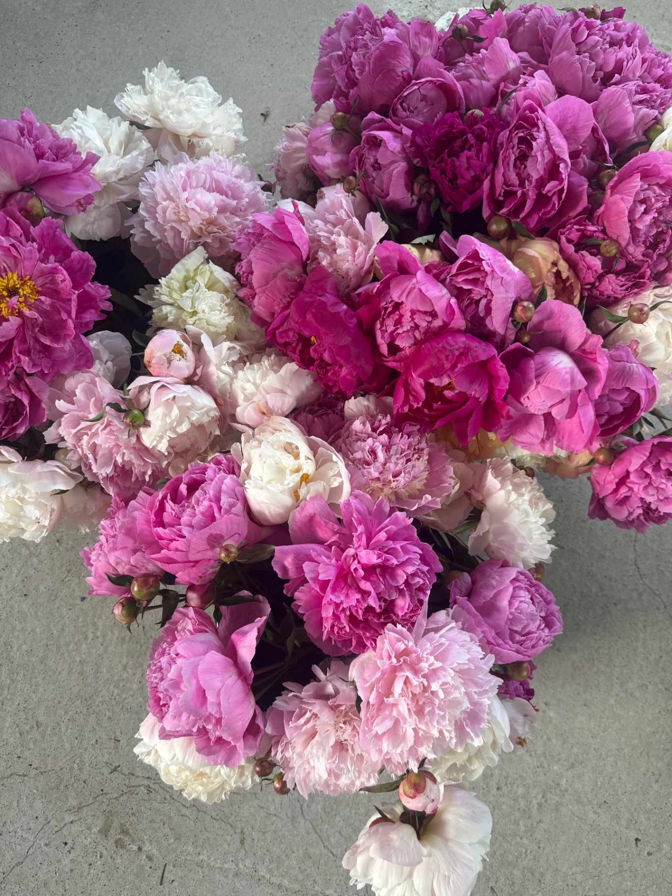 Pioner i olika rosa toner