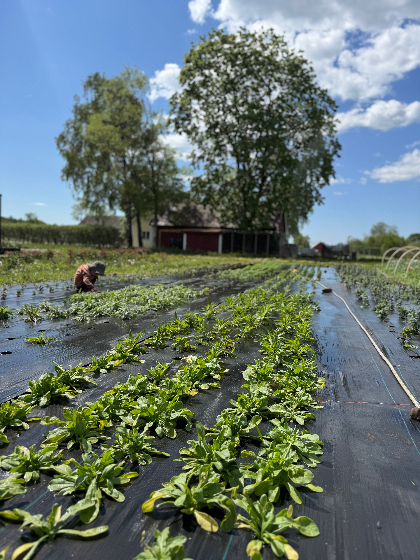 Odlingen på Birkegårdens blommor