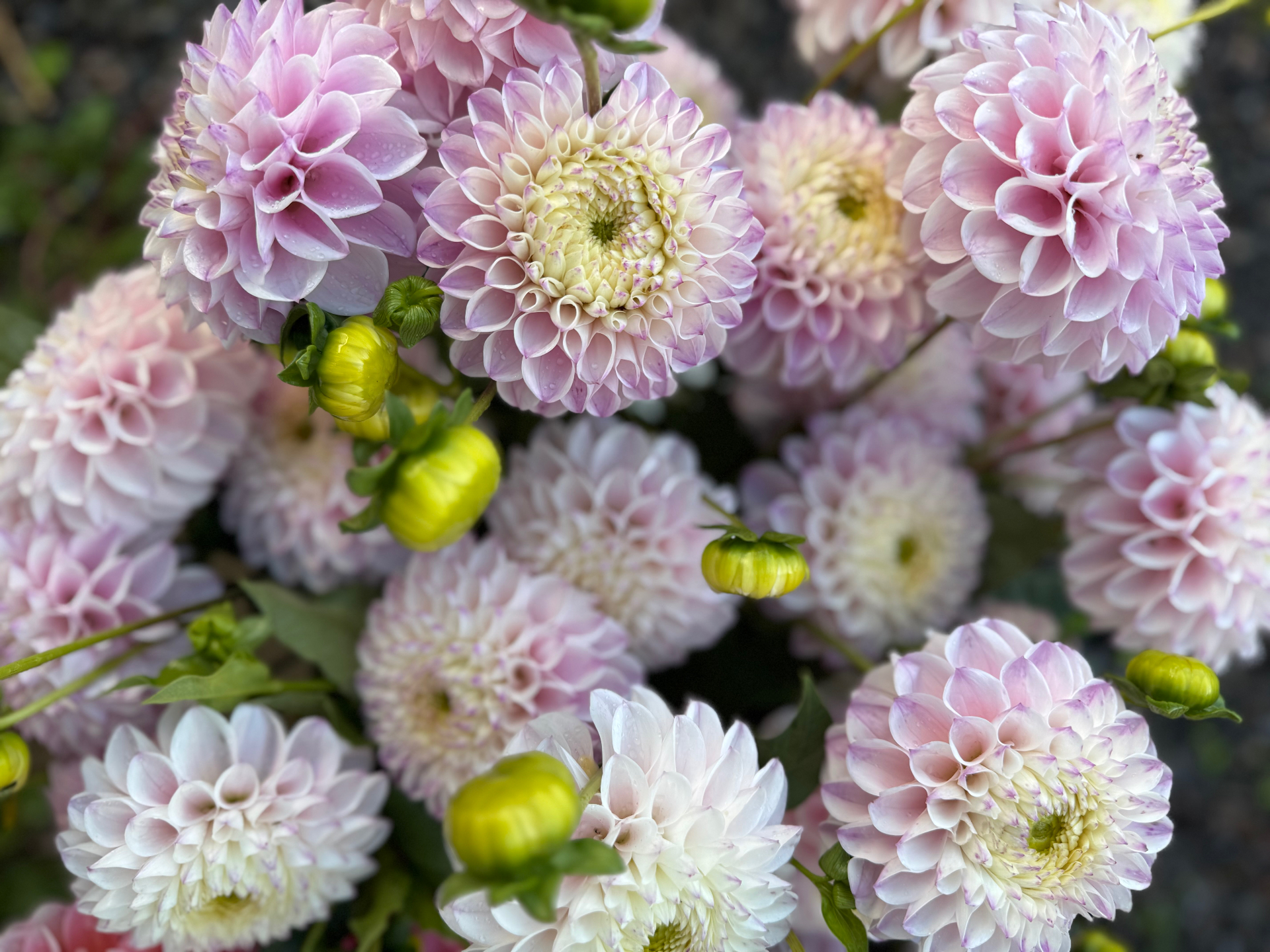 Färska handbundna buketter på Birkegårdens blommor